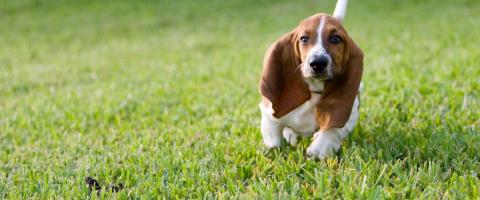 Basset Hound breed information.